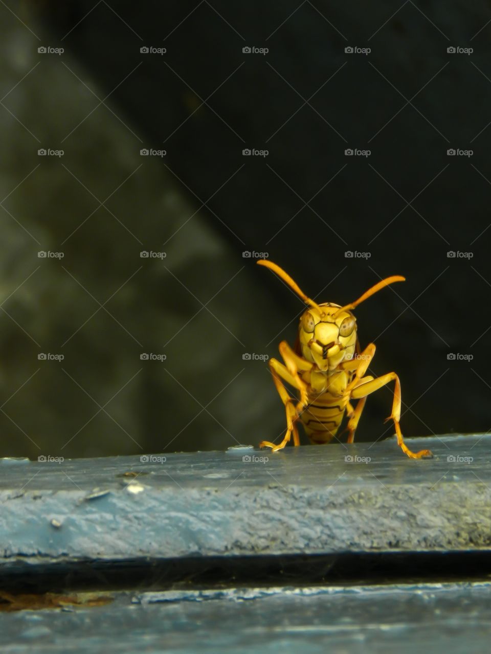 yellow wasp