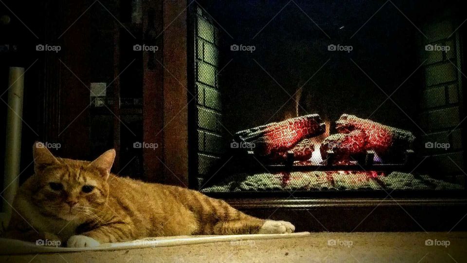 Christmas Kitty 'Whitey '