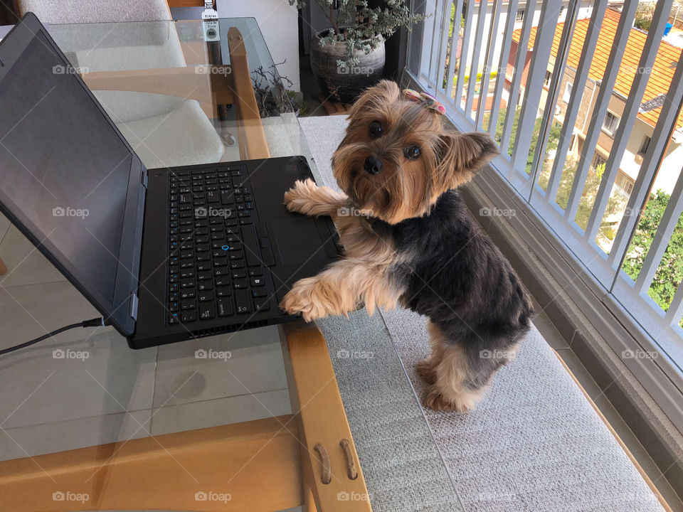 Cute dog in home office