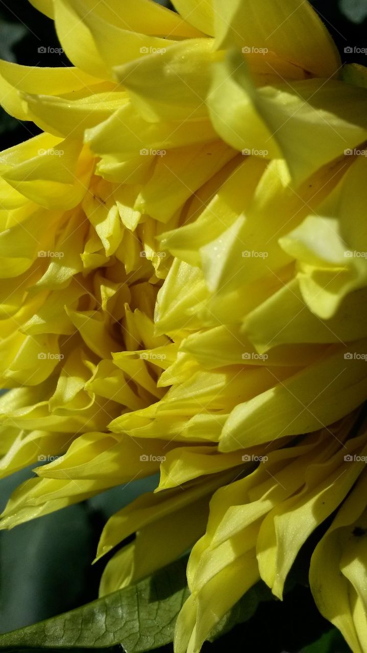 my yellow Dahlias