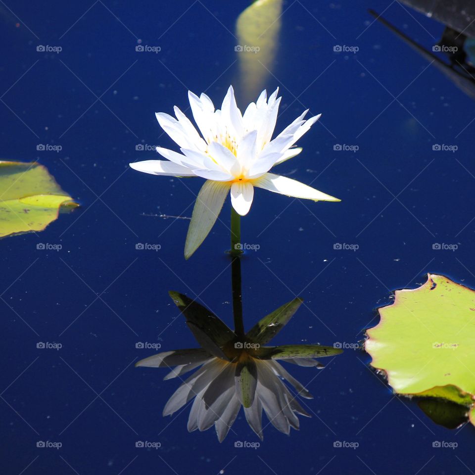 Close-up of lotus water lily