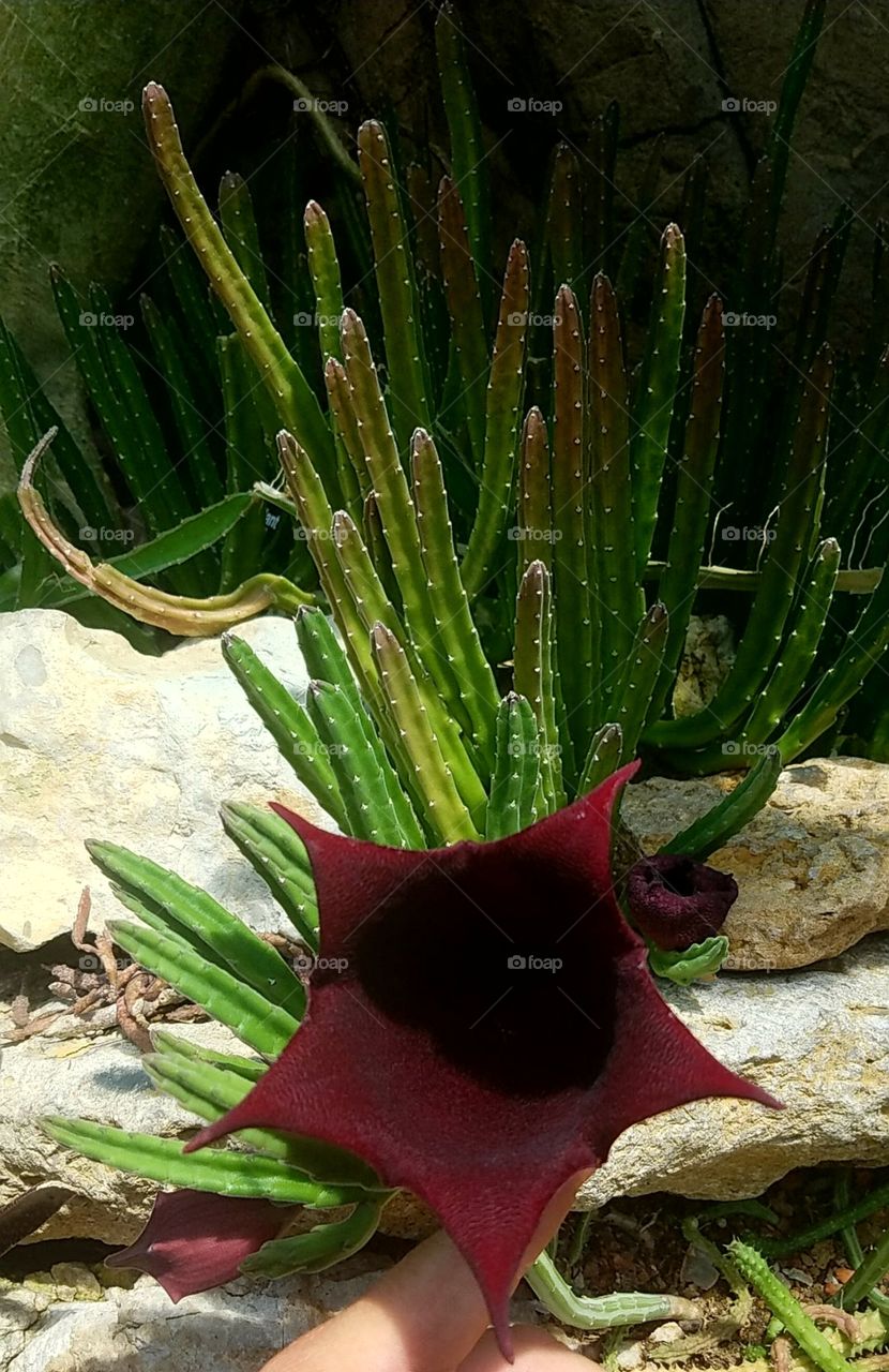 succulent flower
