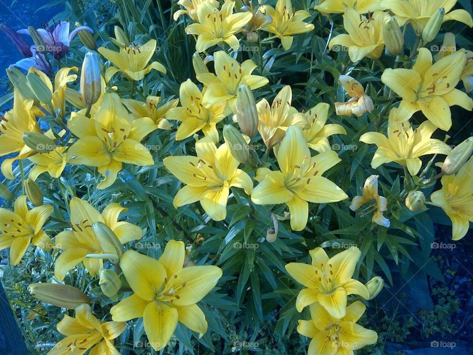 Beautiful Yellow  Lilies