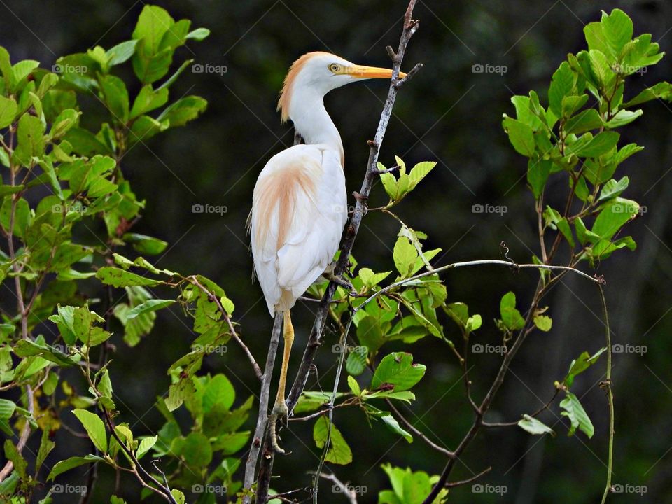 Photo of the month (September) - A short, thick-necked Western Cattle Egret resting on a tree limb. This stocky white heron has yellow plumes on its head and neck during breeding season.
