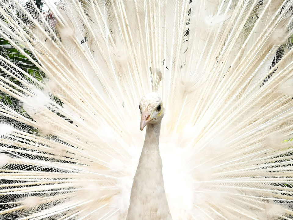The white peacock