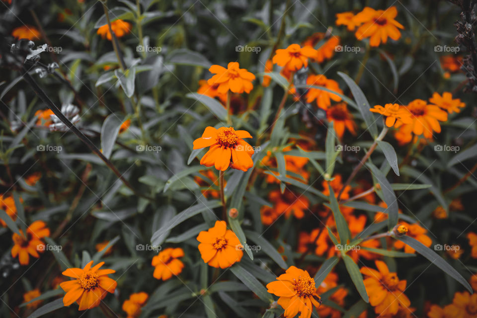 Flowers in the garden