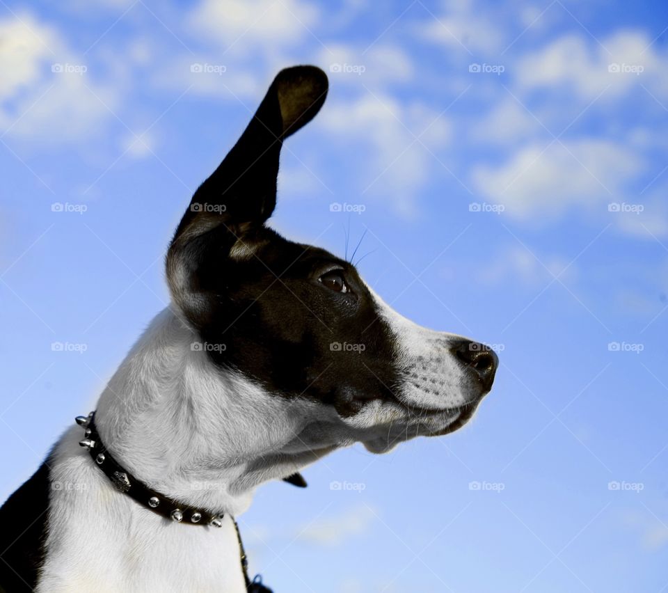 Dog head with sky as background