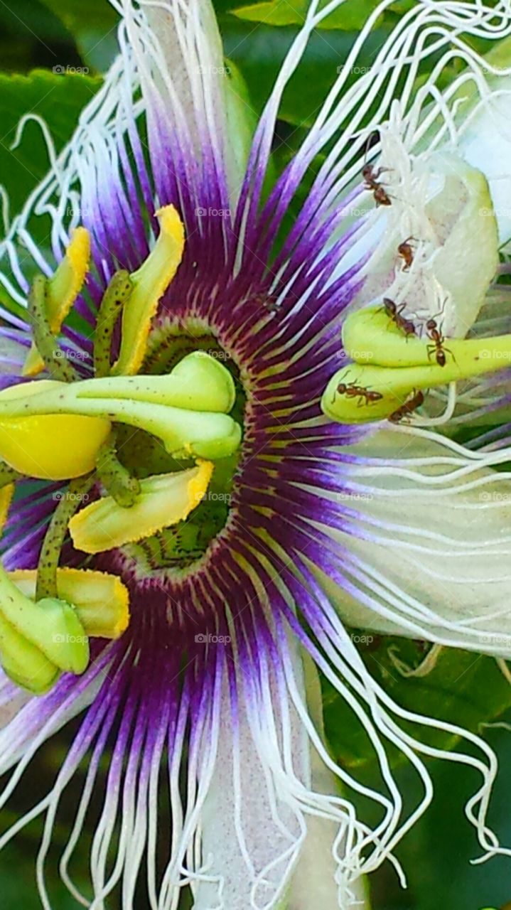 "Purple Passion Flower Closeup & Ants"