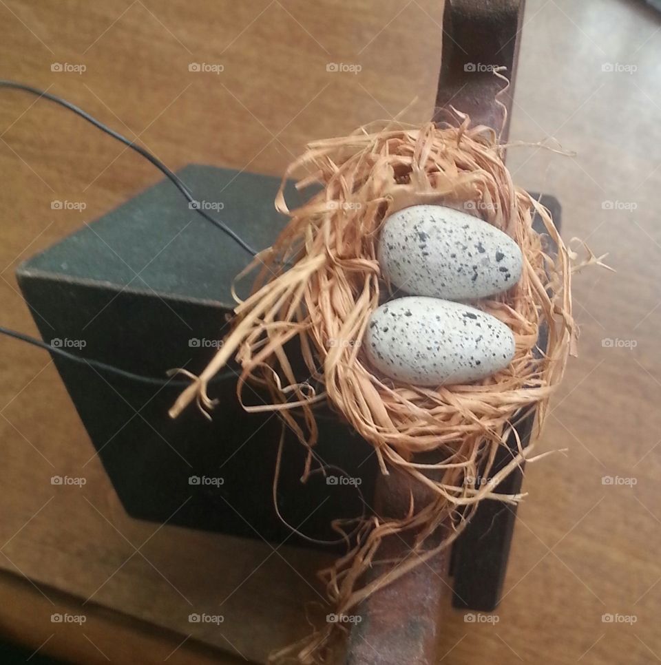 eggs in nest
