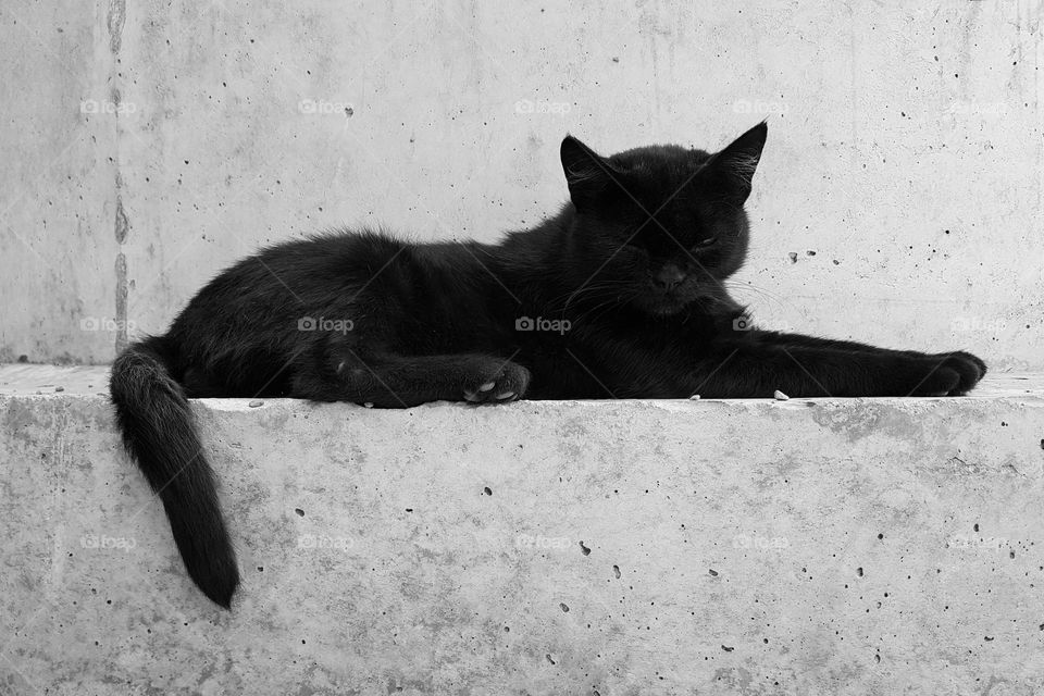 black cat on concrete background.  minimalism concept