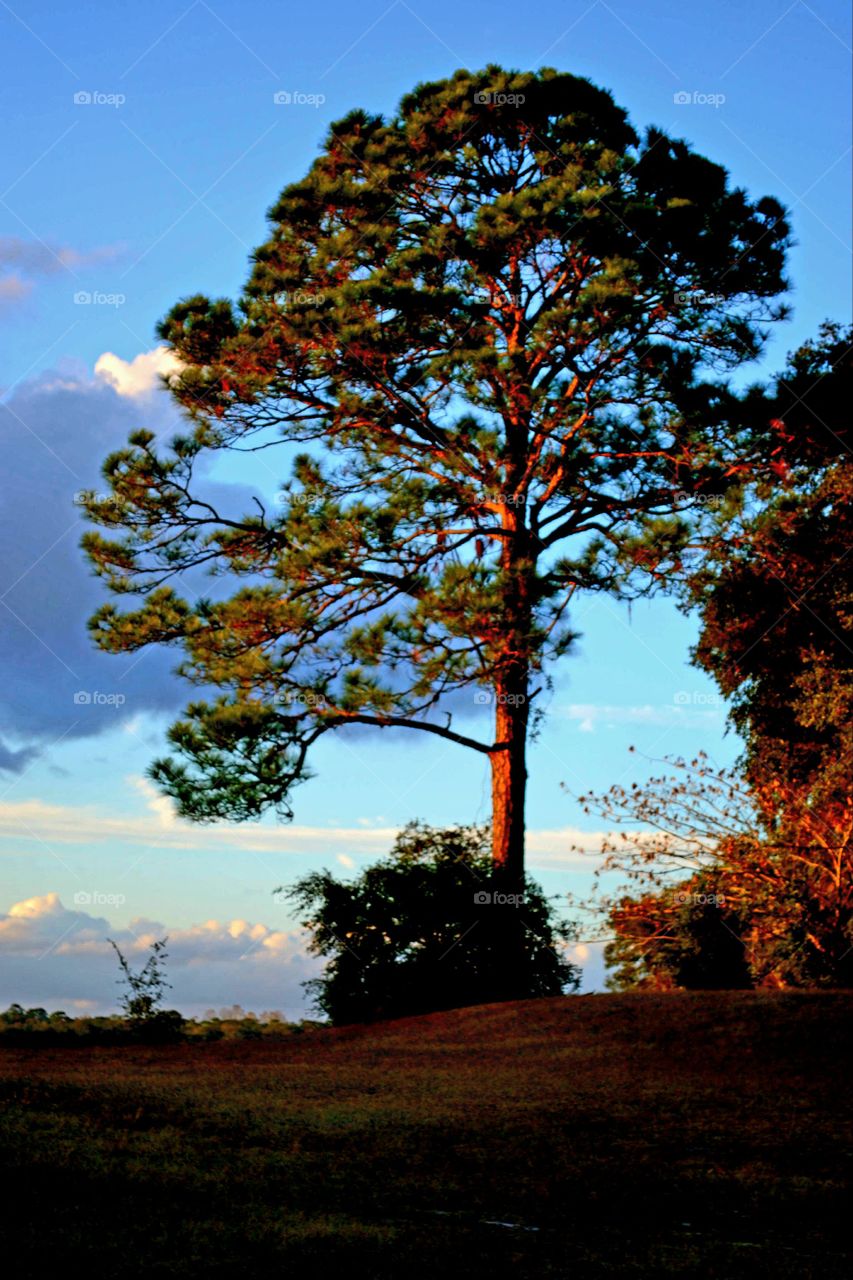 favorite tree on the lake