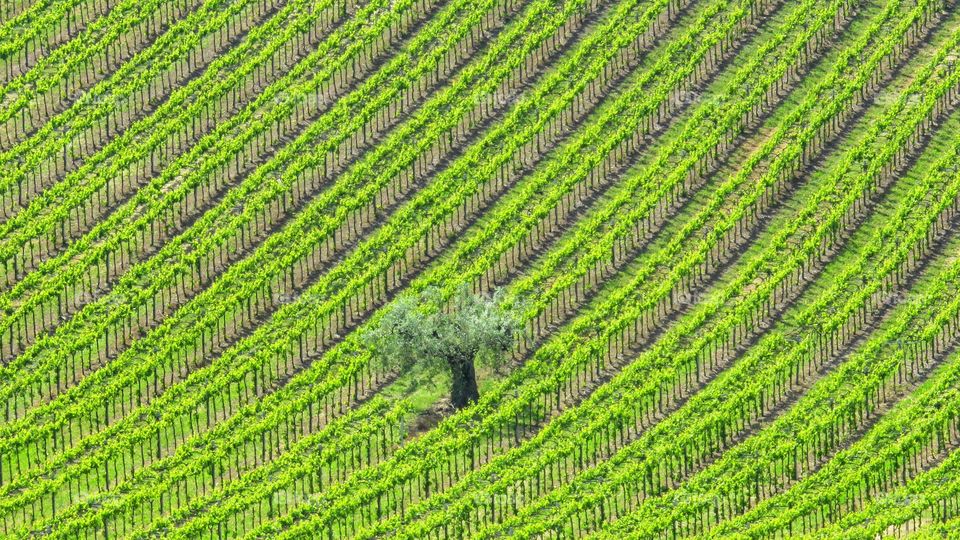 Rows of emerald green vineyards