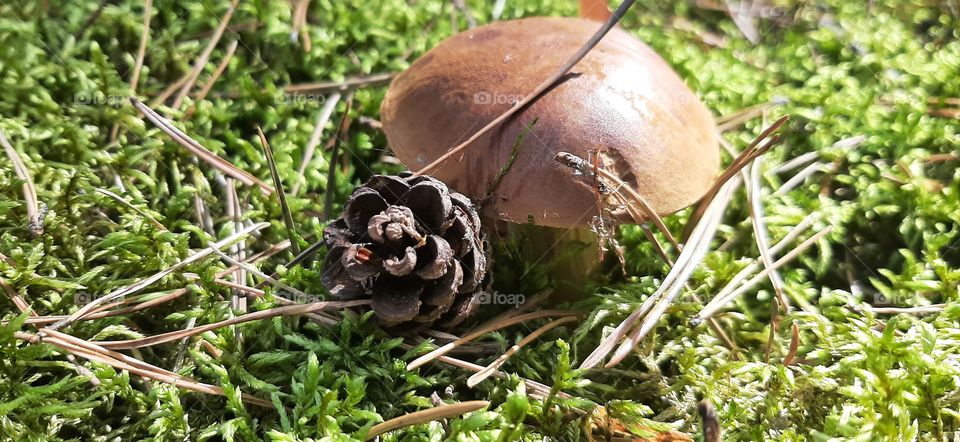 bay bolete in forest