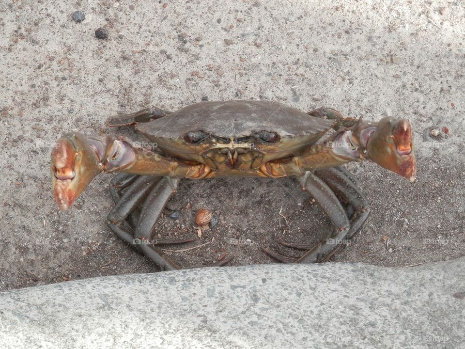 Crab
