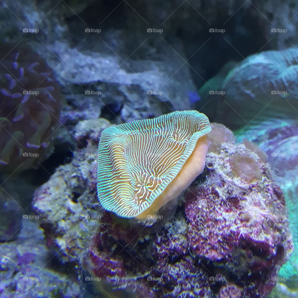 coral