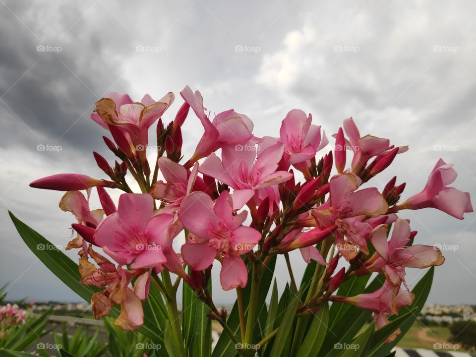a image of beautiful Oleander pink flowers