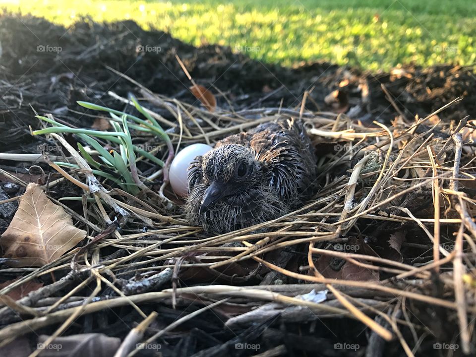 A picture of a baby bird with an egg, sitting in a pat hog mulch 
