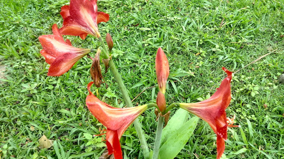 Zìrán, kāihuā shíjiān, zhíwù shìjiè, huāhuì, huāyuán, zhūdǐnghóng (Ravenna).

￼