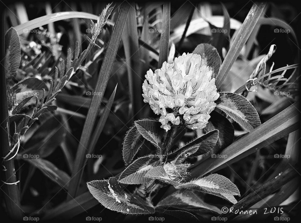 Treasures of the grass