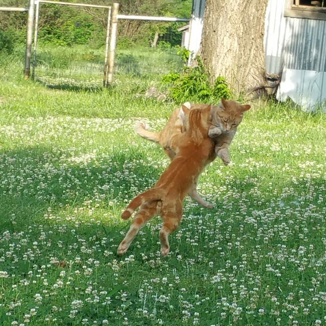 Brothers having a fun tumble.