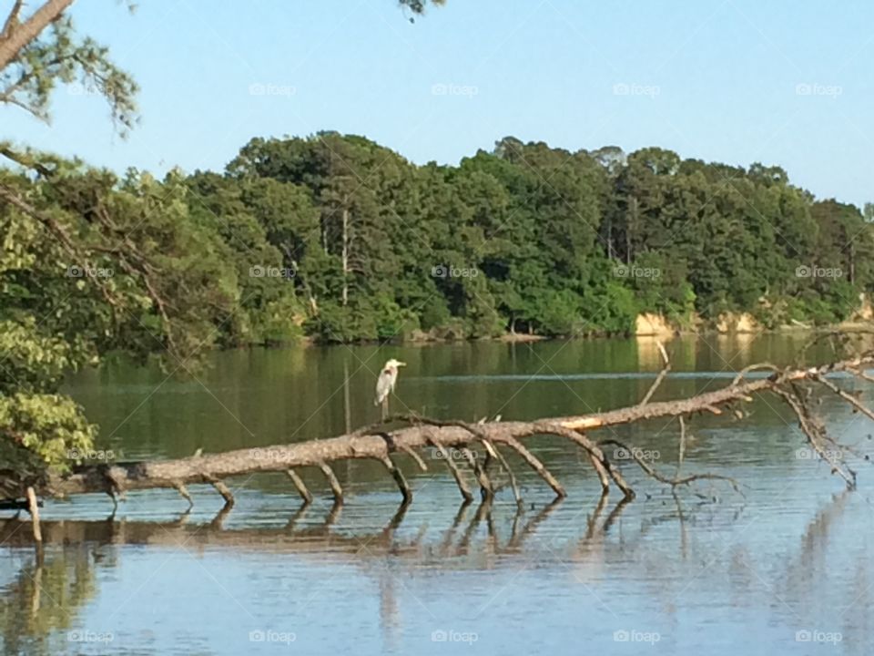 Water, River, Nature, Tree, Travel