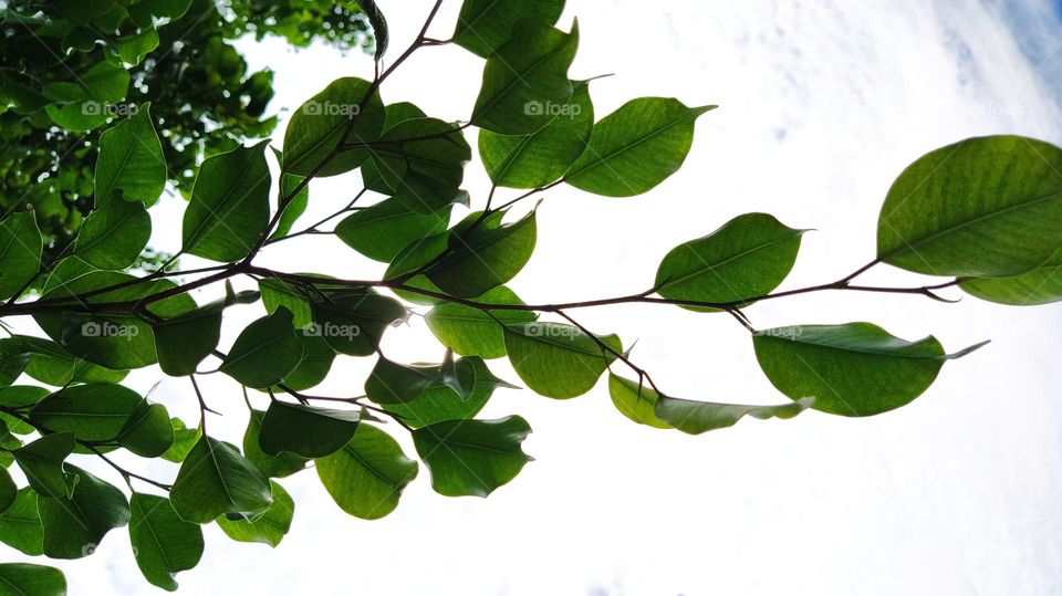 beautiful green leaves in a white background