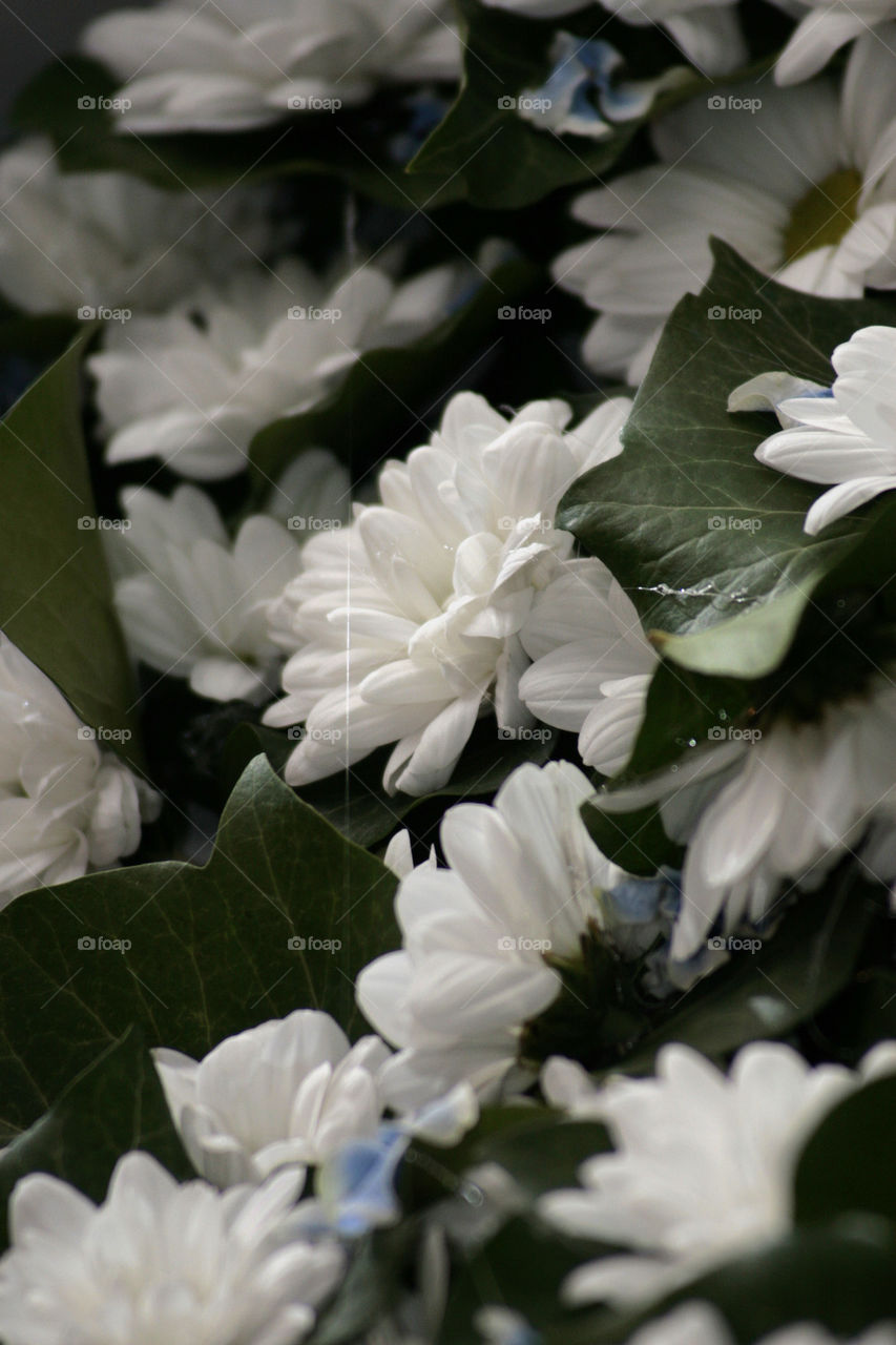 white flowers