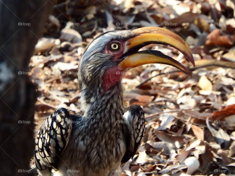 hornbill