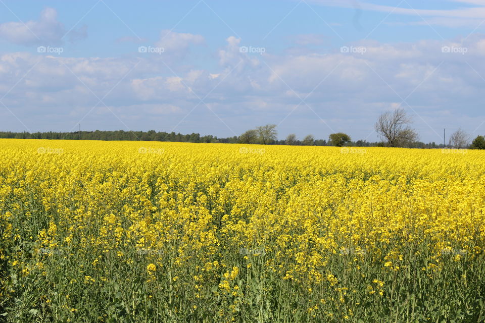 Rapeseed field