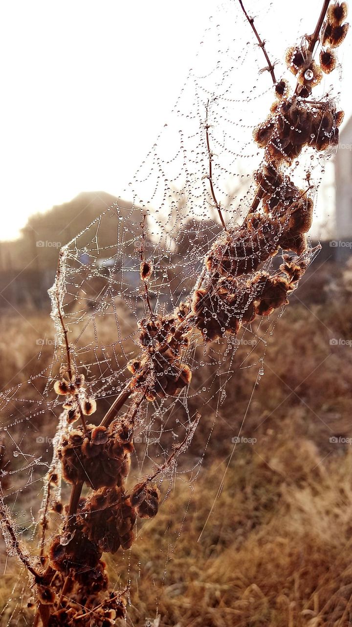 cobweb with raindrops on a plant