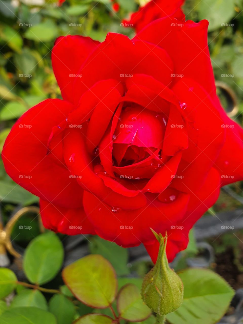 red rose after the rain closeup