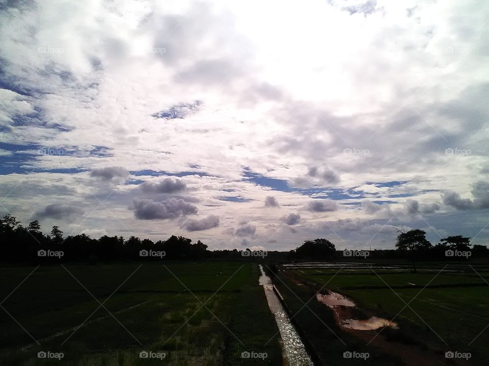 Lovely evening by the side of  the paddy fields and the river