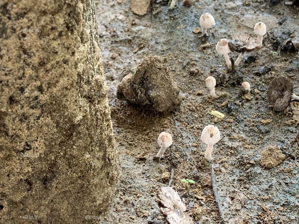 The stories of the mushrooms, Countryside 