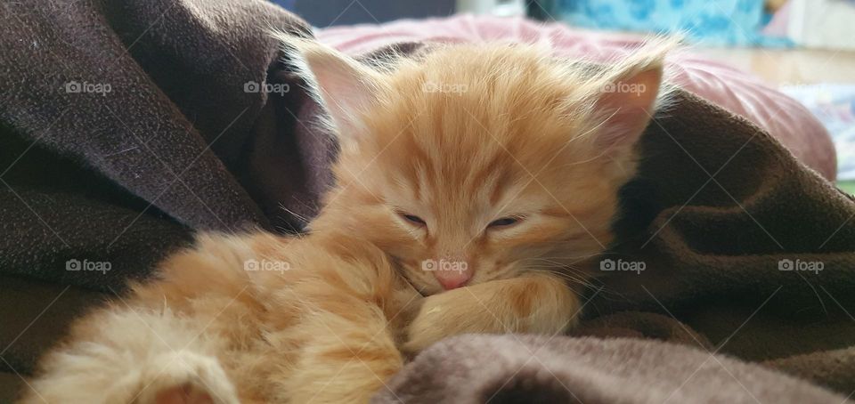 sleep kitten