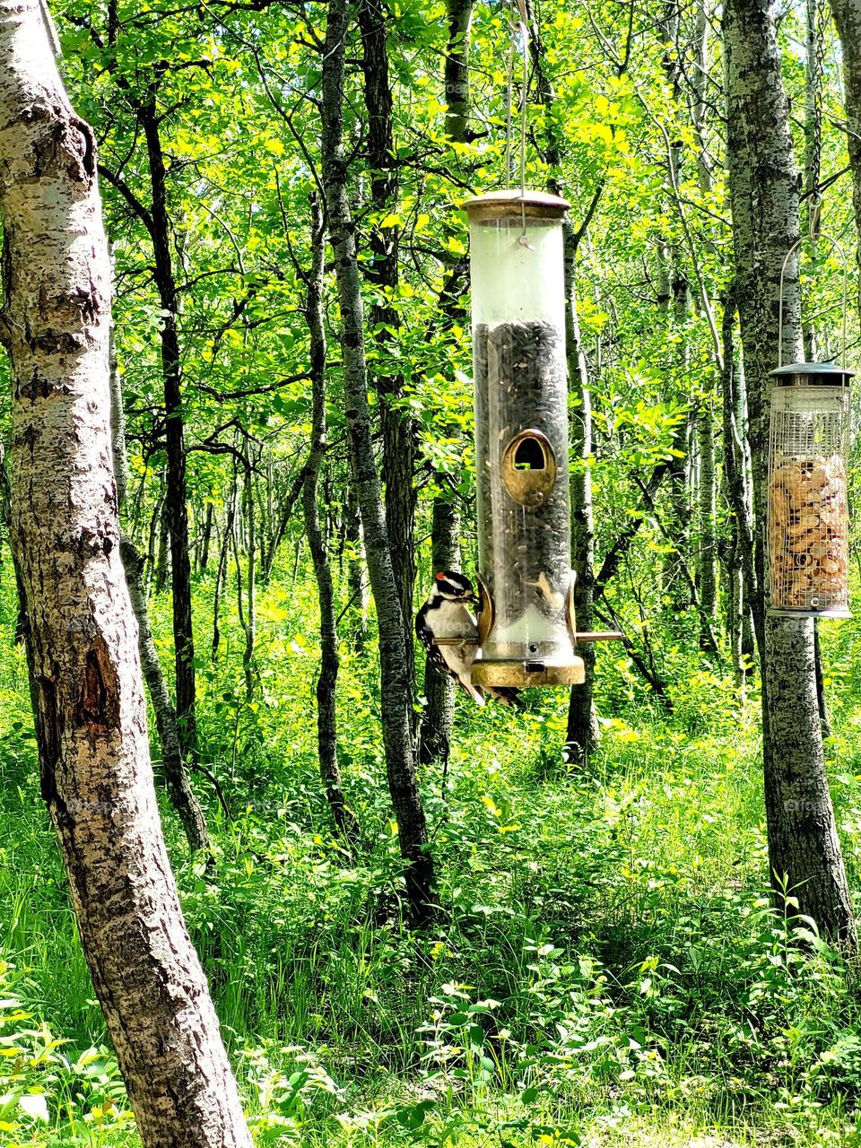 bird in my bird feeder