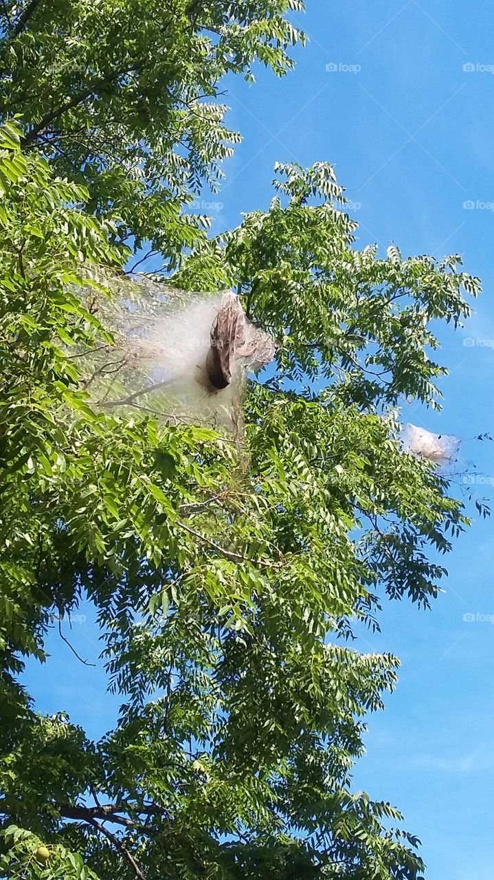 spider nest