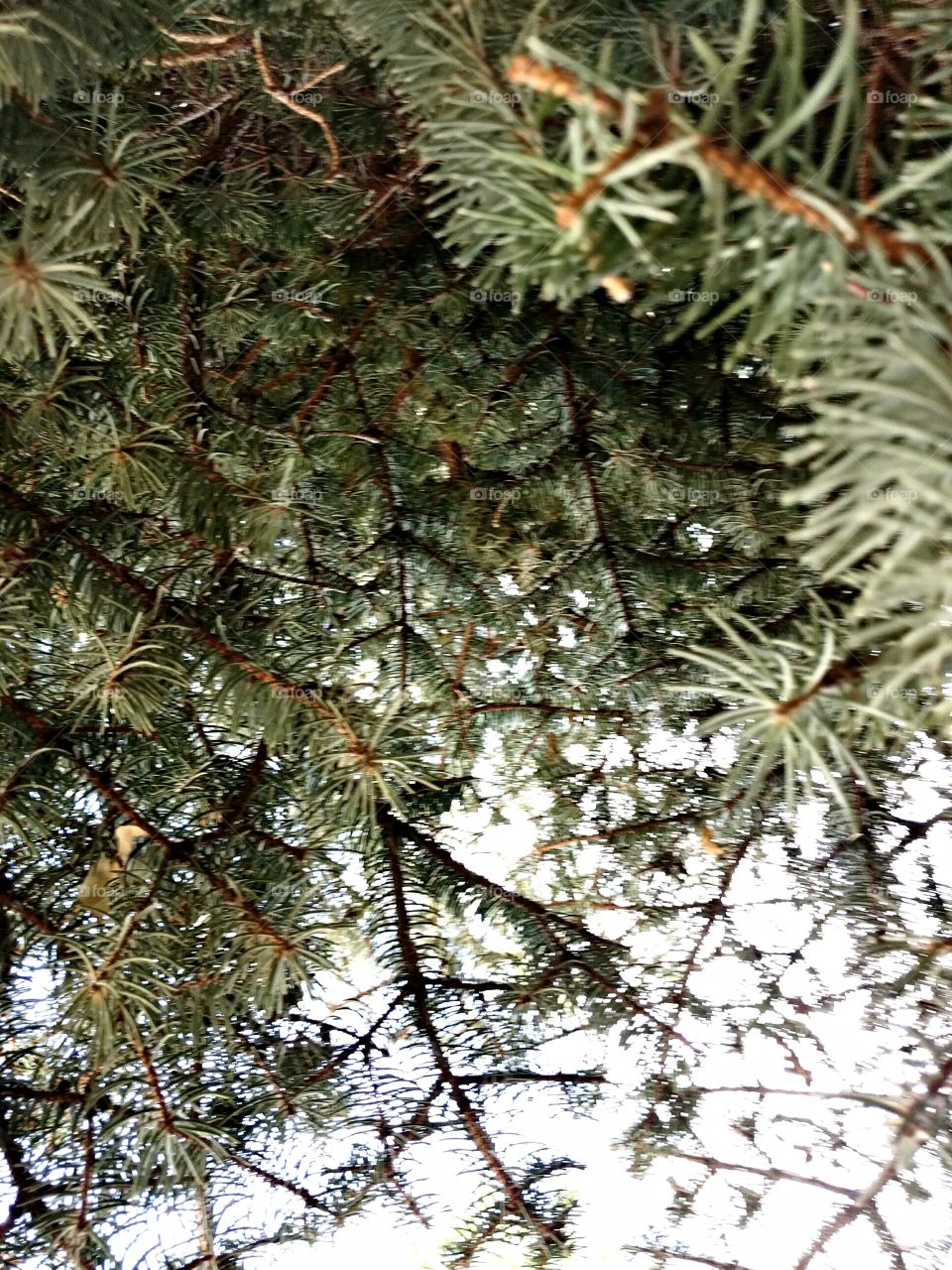Blue Spruce in Motion
