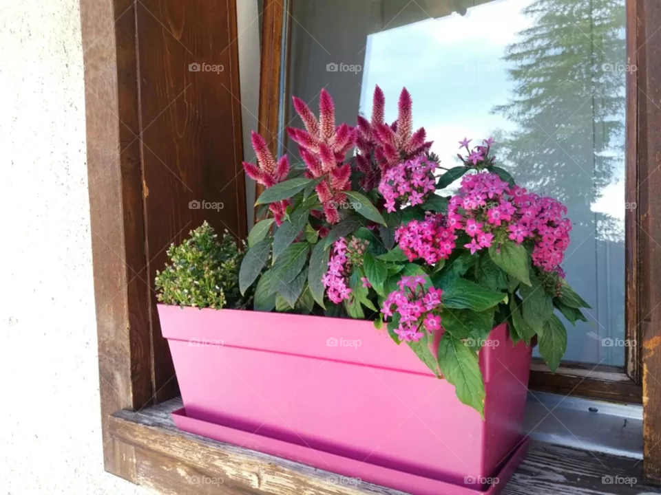 flowers