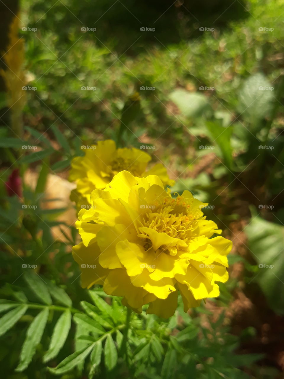 The beautiful yellow flowers.