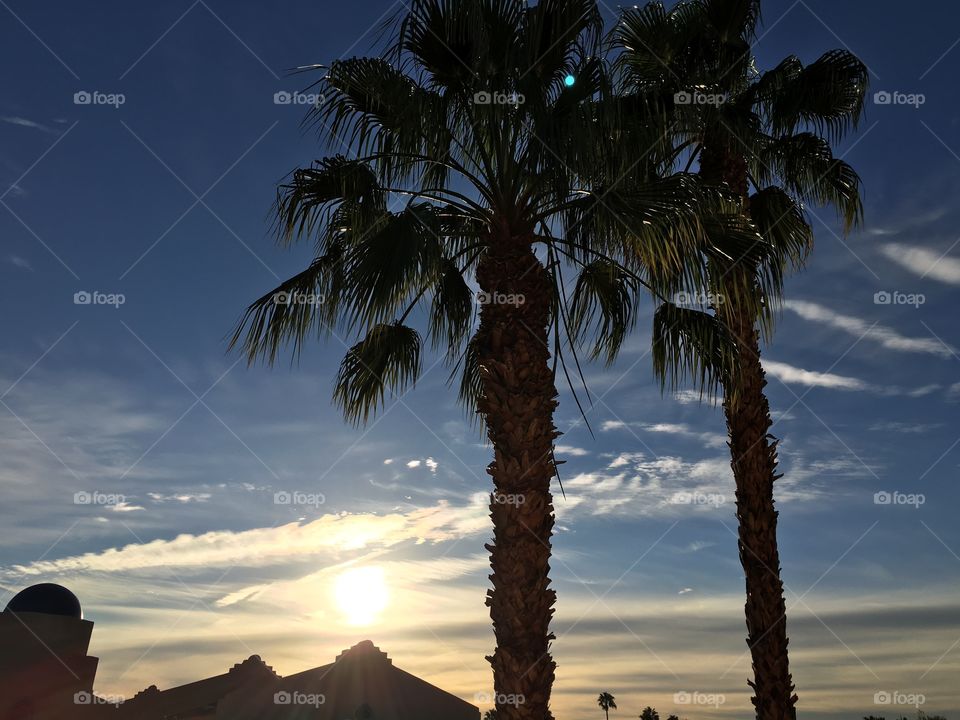 Scenic view of sunset and palm trees