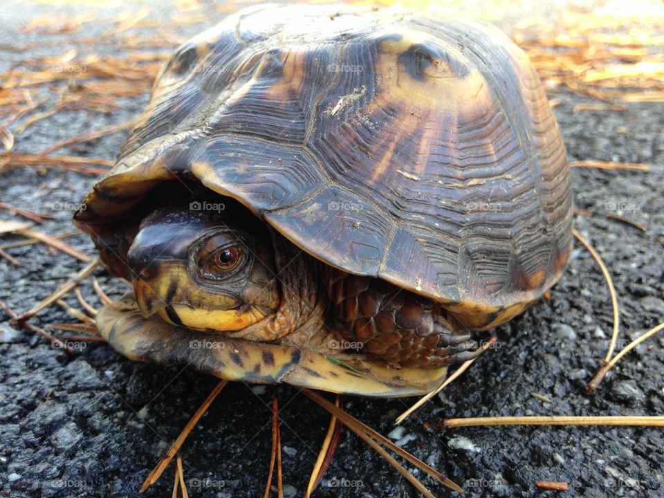 Close-up of turtle on rock