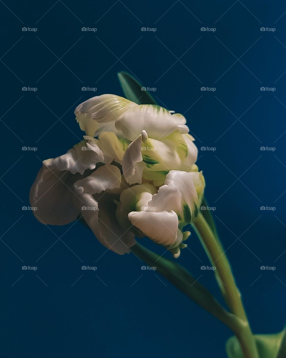 White tulip on blue background