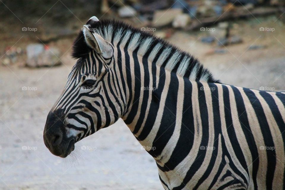 Zebra