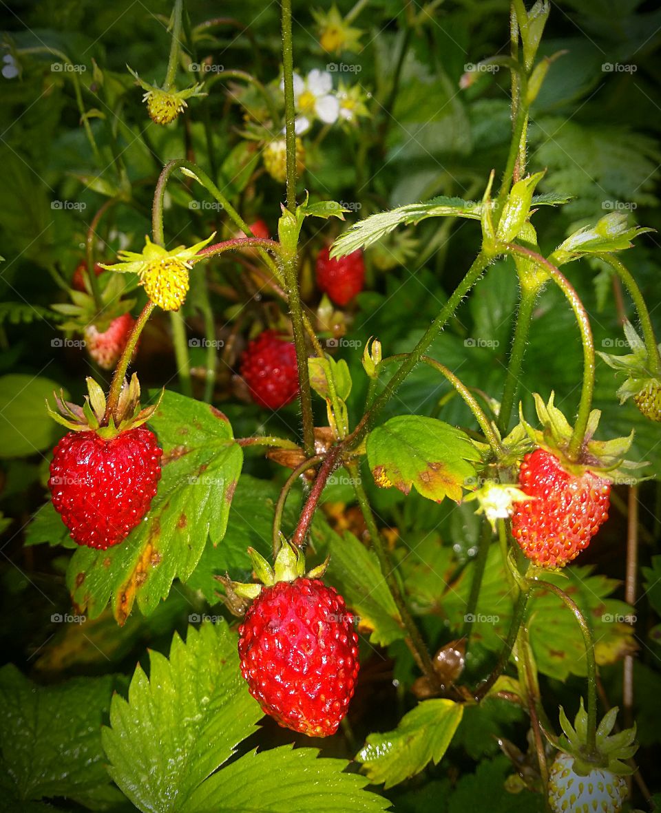 Wild strawberry, yummy!!!