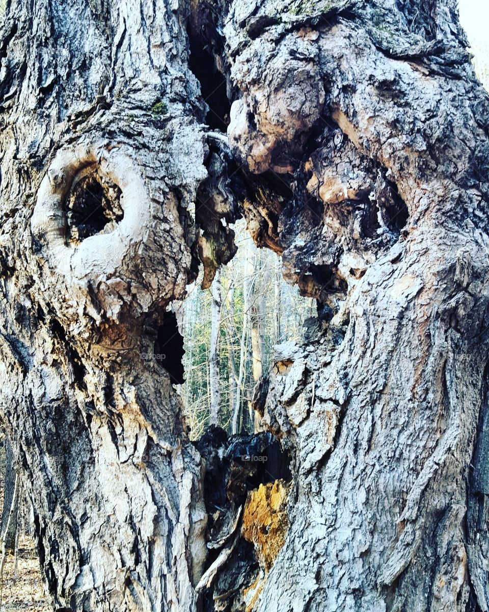 tree old
