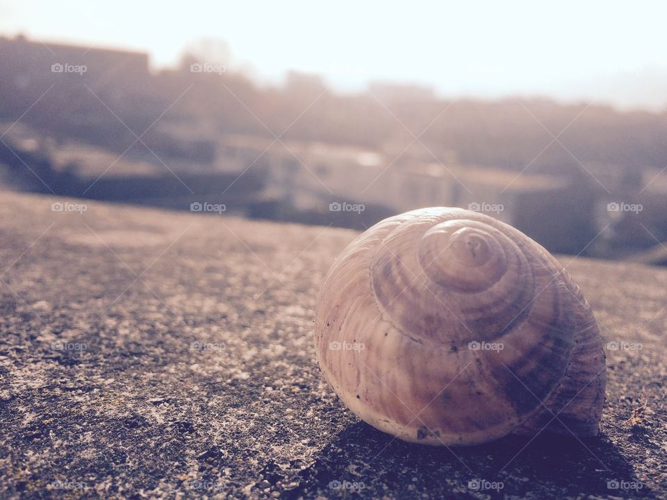 Beach, Sand, Shell, Sea, Seashore