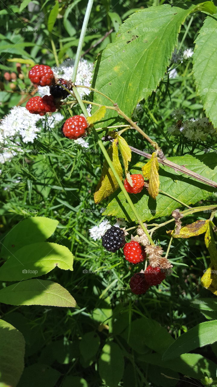 ripening blackberries