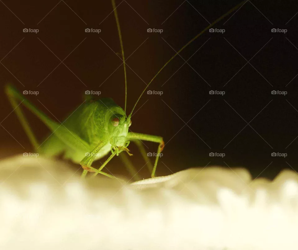 a night guest (green grasshopper) walking on the