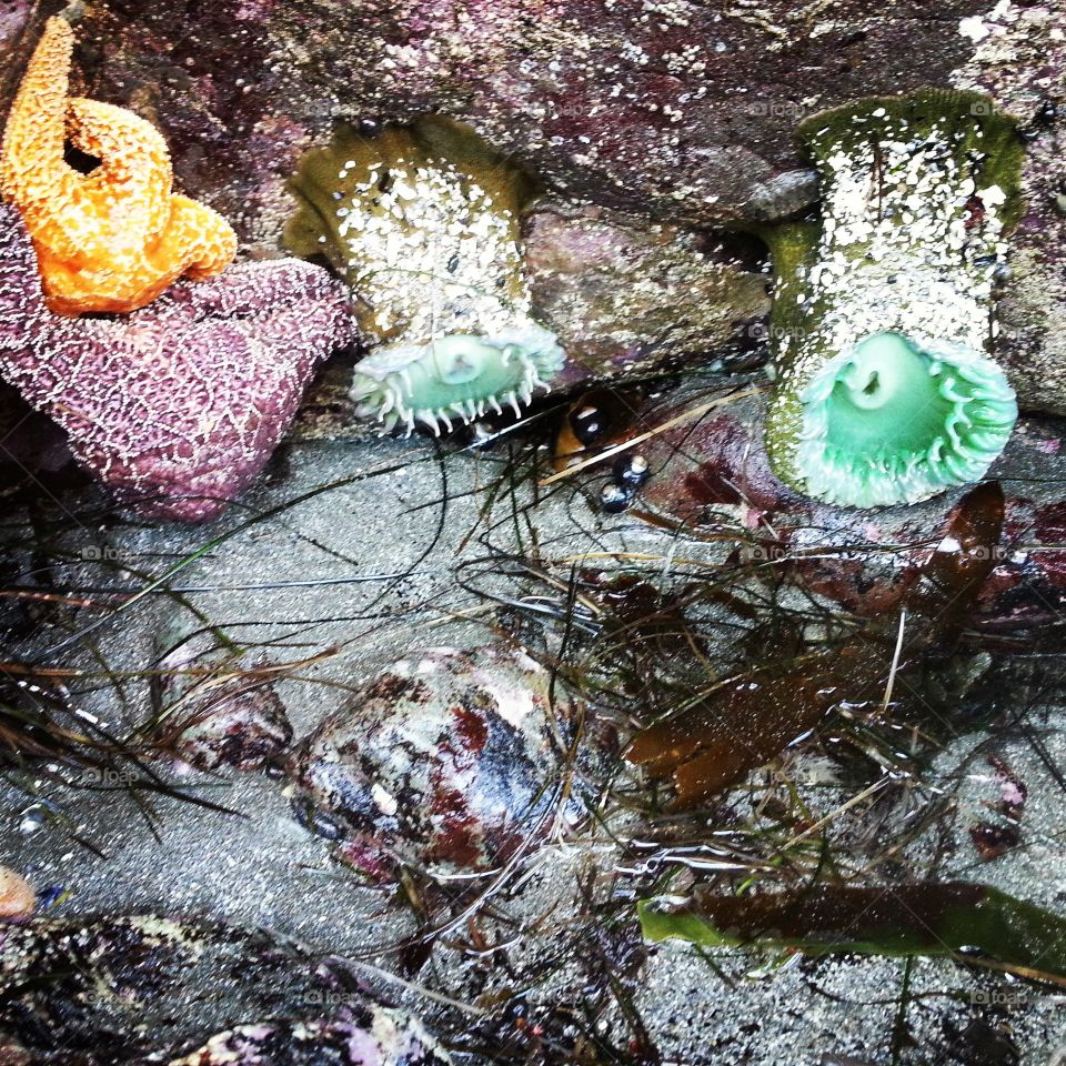 tide pool