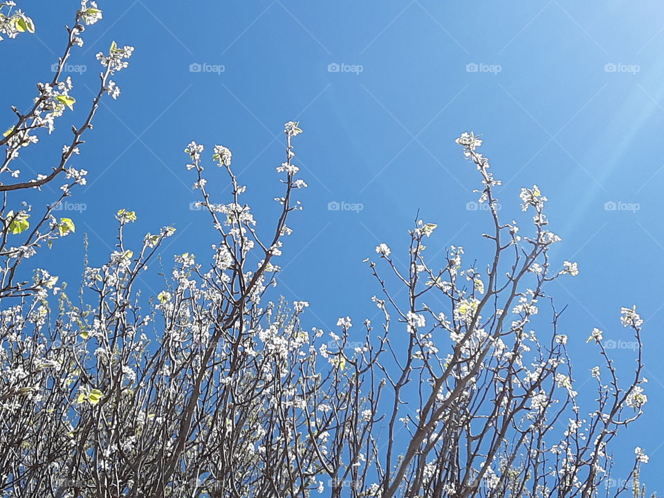 Flowers up high - it's Spring!